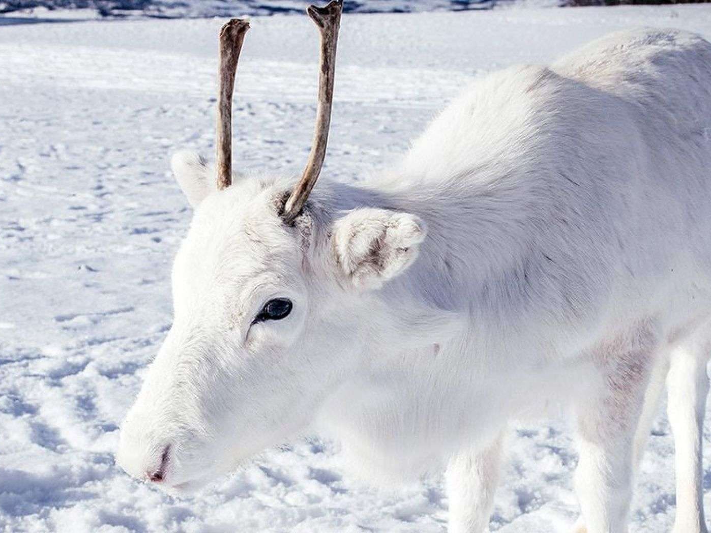 Северный белый