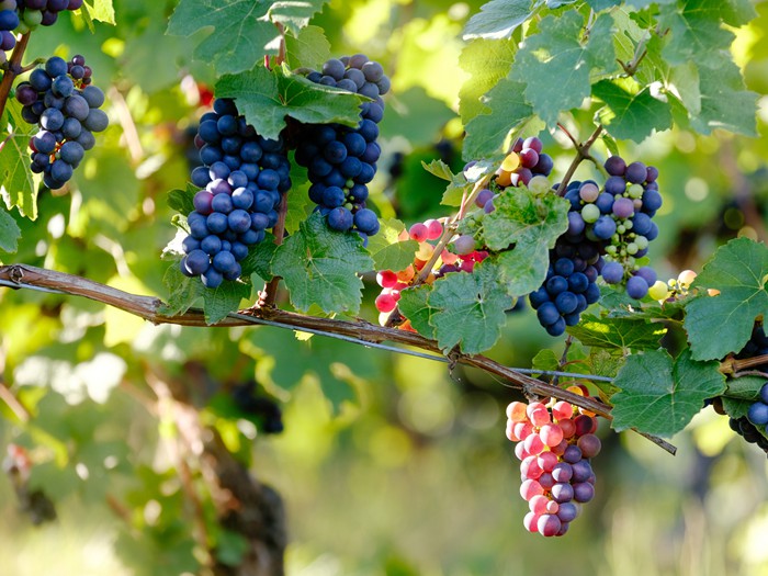 crossing wine grape varieties with more popular ones could head